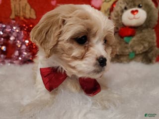 Cavapoo dogs Piper - Ad 24