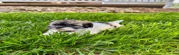 Mixed Breed dogs for sale: Tahlia - Ad 1