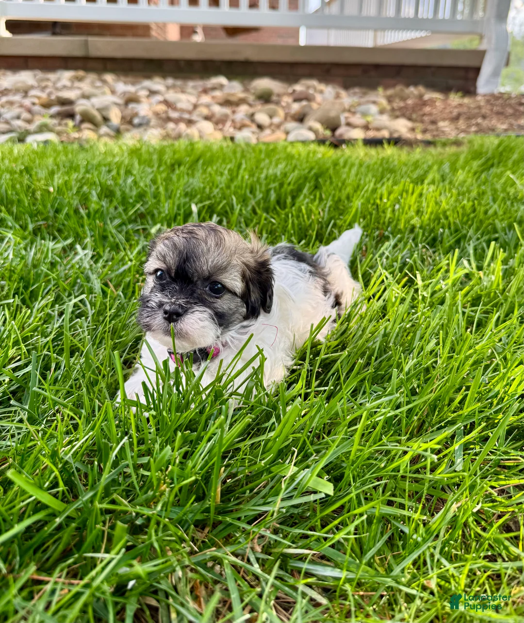 Mixed Breed dogs for sale: Tahlia - Ad 1