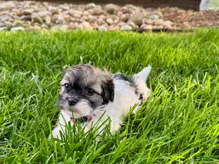 Mixed Breed dogs for sale: Tahlia - Ad 1