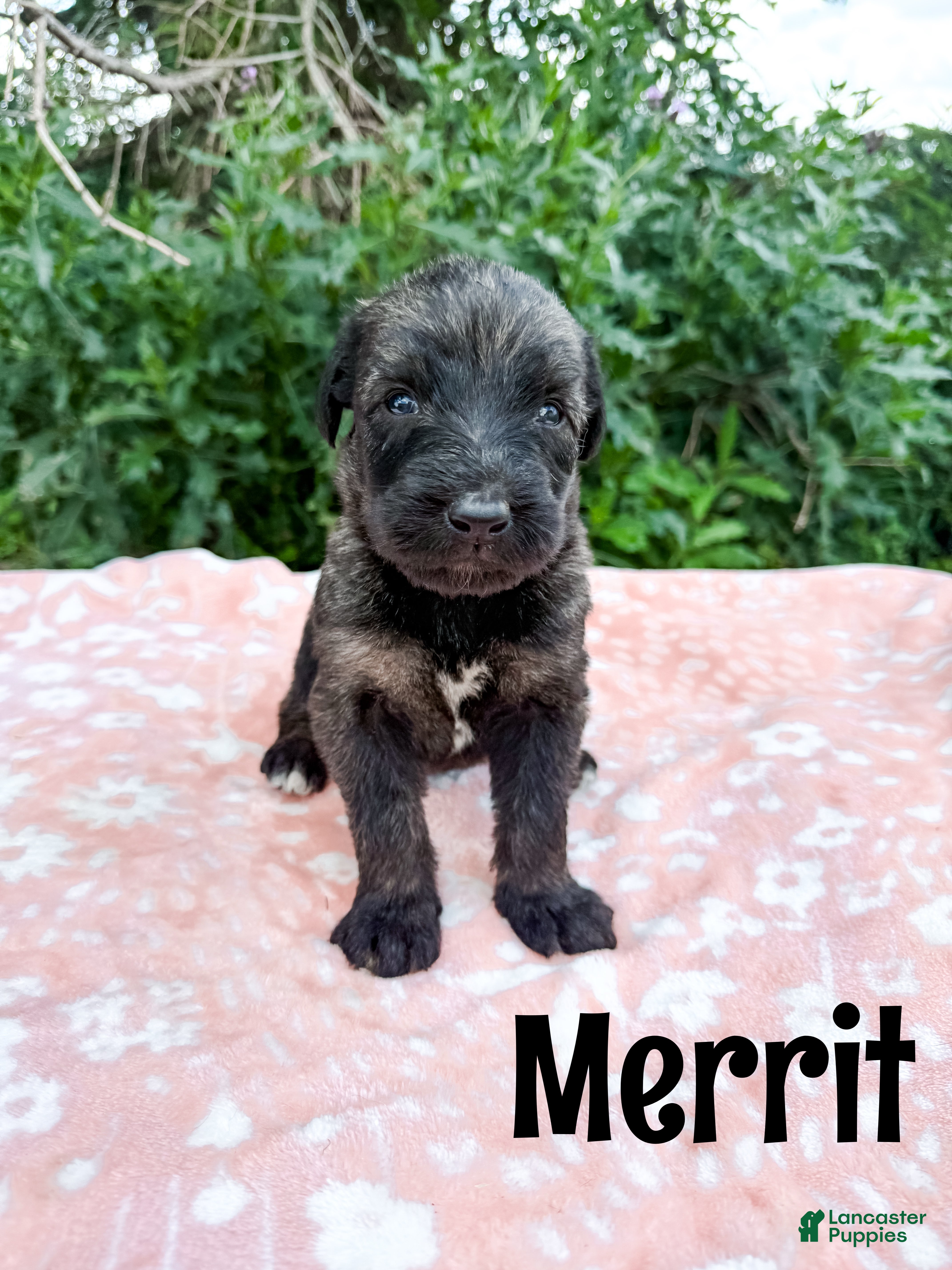Mixed Breed dogs Merrit - Ad 1
