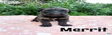 Merrit