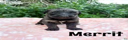 Mixed Breed dogs for sale: Merrit - Ad 1