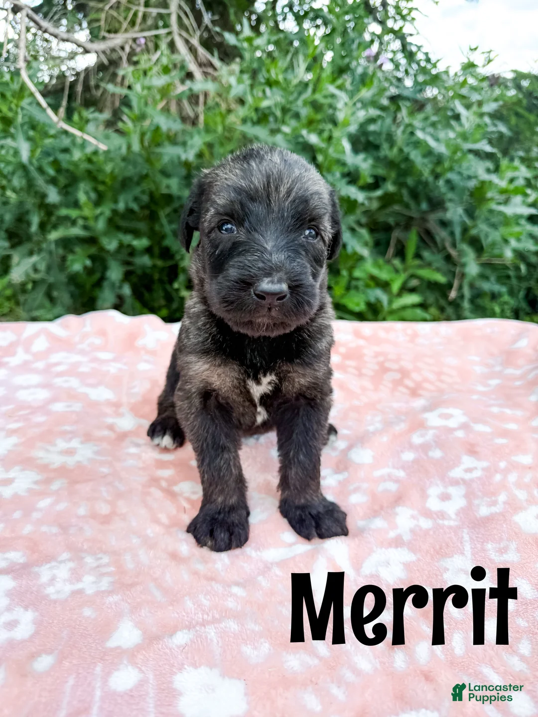 Mixed Breed dogs for sale: Merrit - Ad 1