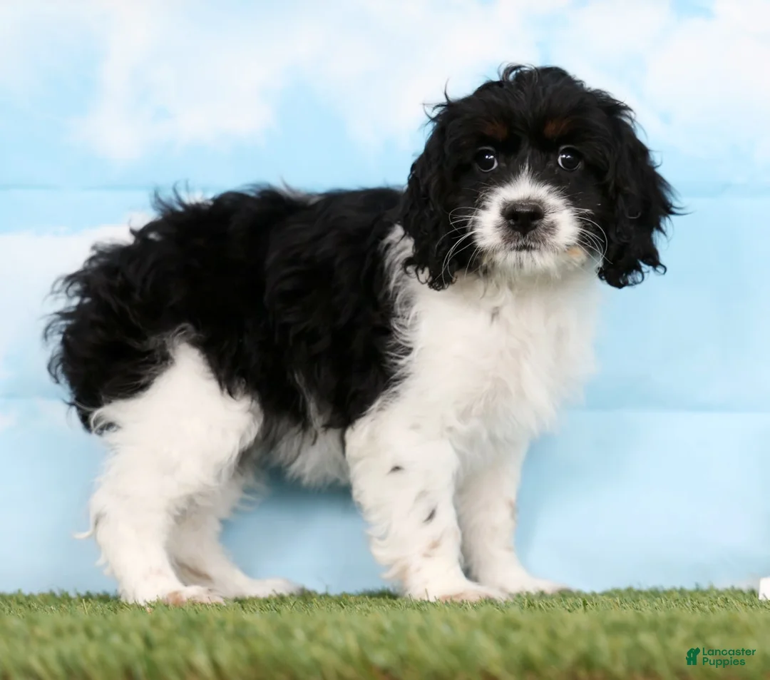 Cockapoo dogs for sale: Truffle - Ad 2