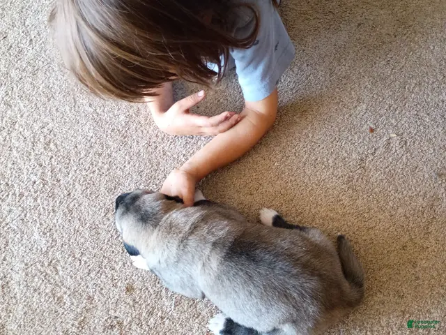Anatolian Shepherd dogs for sale: Anatolian Shepherd 14 - Ad 1