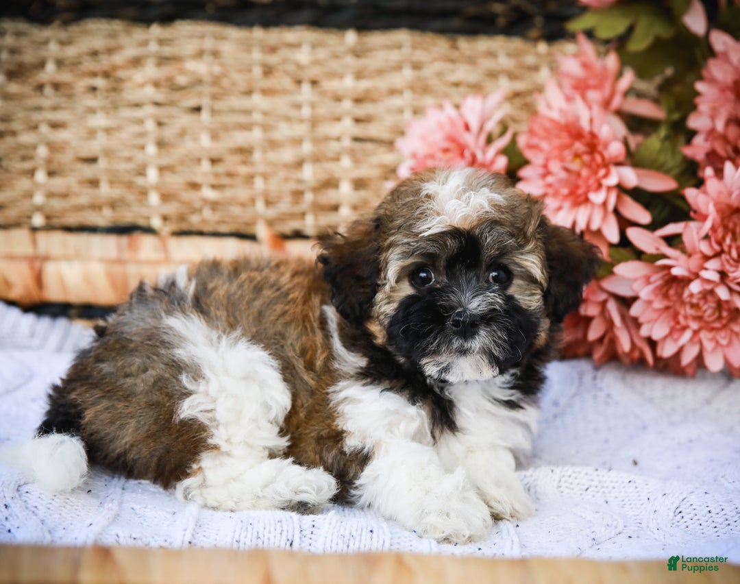 Havanese dogs for sale: Paisley (AKC)  - Ad 10