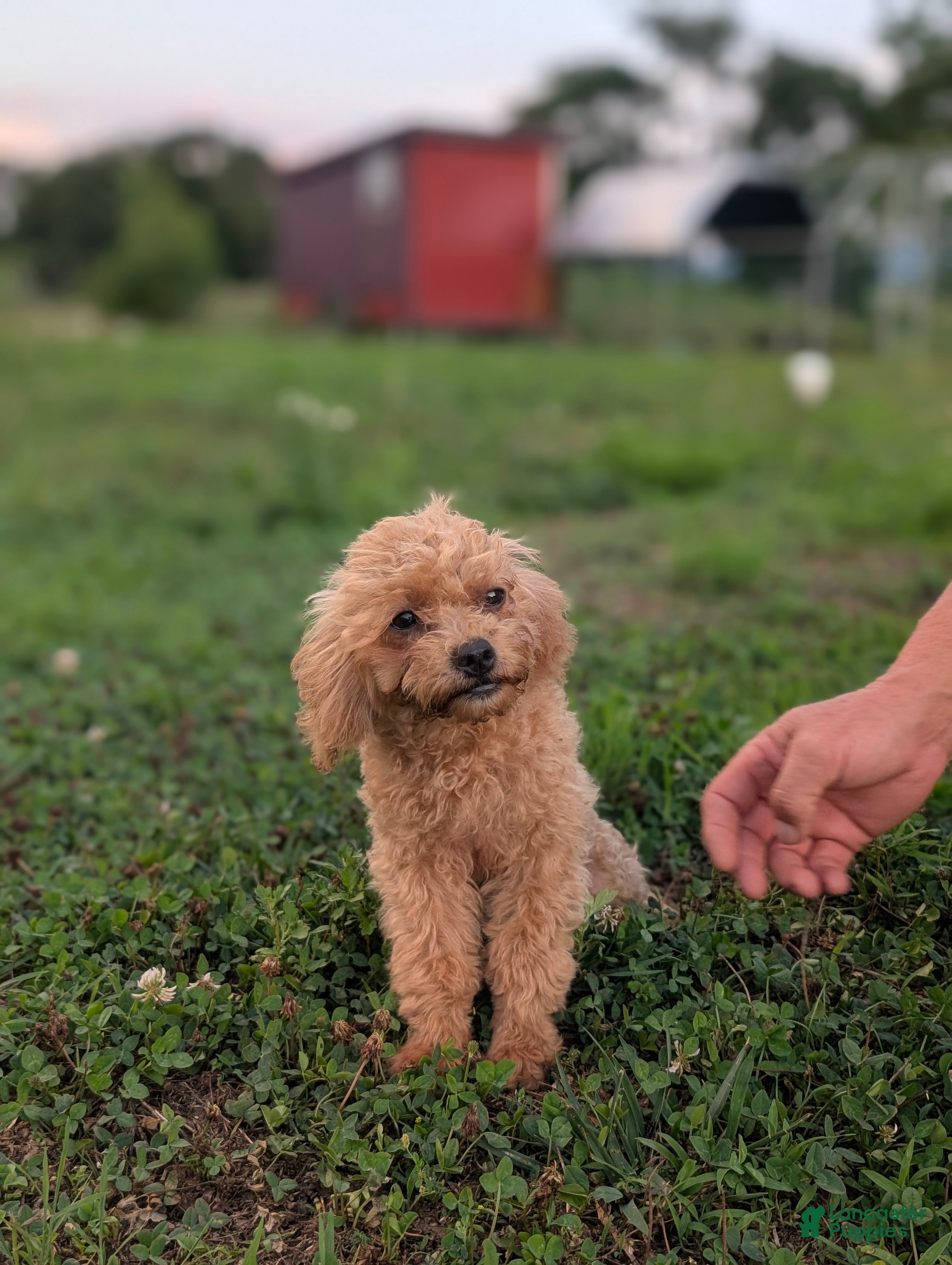 Maltipoo dogs Roxy - Ad 32