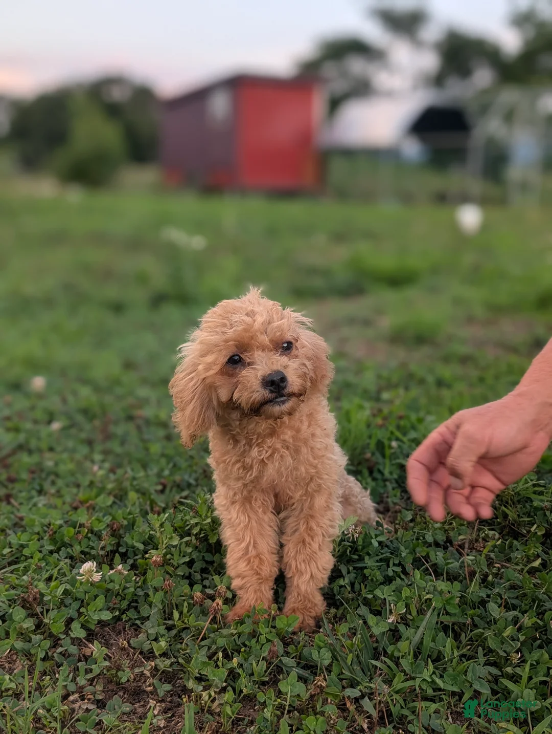 Maltipoo dogs for sale: Roxy - Ad 1