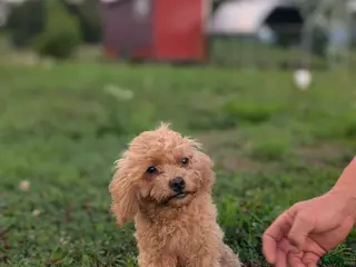 Maltipoo dogs Roxy - Ad 32