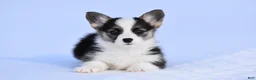 Welsh Corgi Pembroke dogs for sale: Welsh Corgi Pembroke Puppy 4 - Ad 1