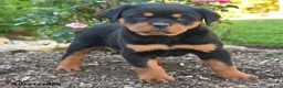 Rottweiler dogs for sale: Sky - Ad 4
