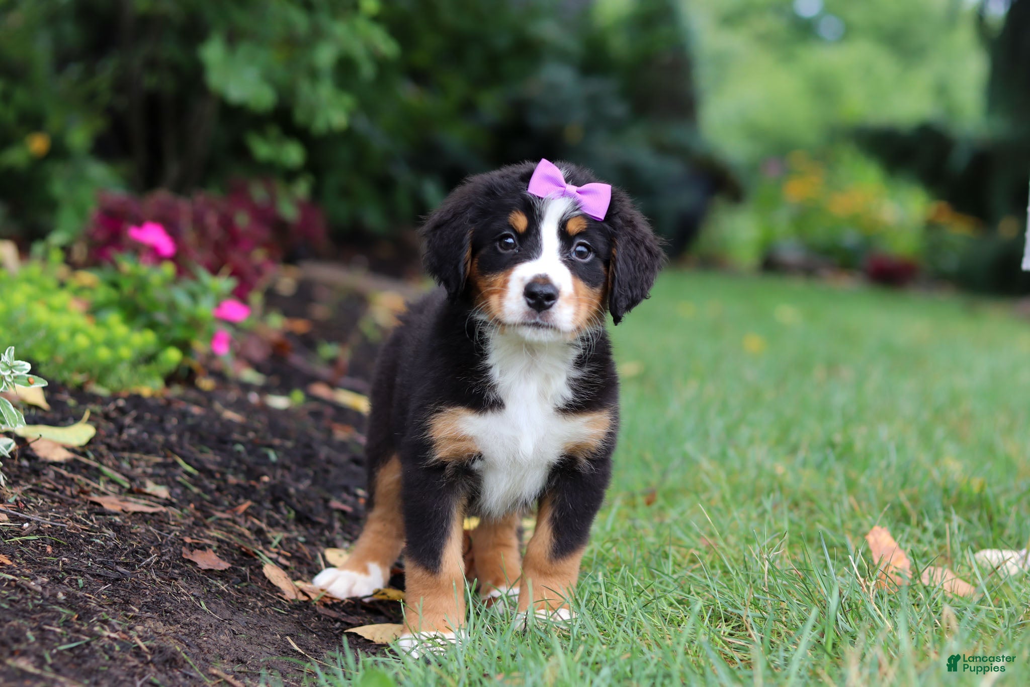 Bernese Mountain Dog dogs Scarlett - Ad 1