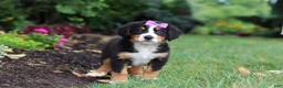 Bernese Mountain Dog dogs for sale: Scarlett - Ad 1