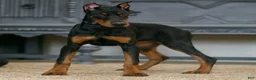 Doberman Pinscher dogs for sale: Rushka AKC European Doberman Pinscher HUGE - Ad 5