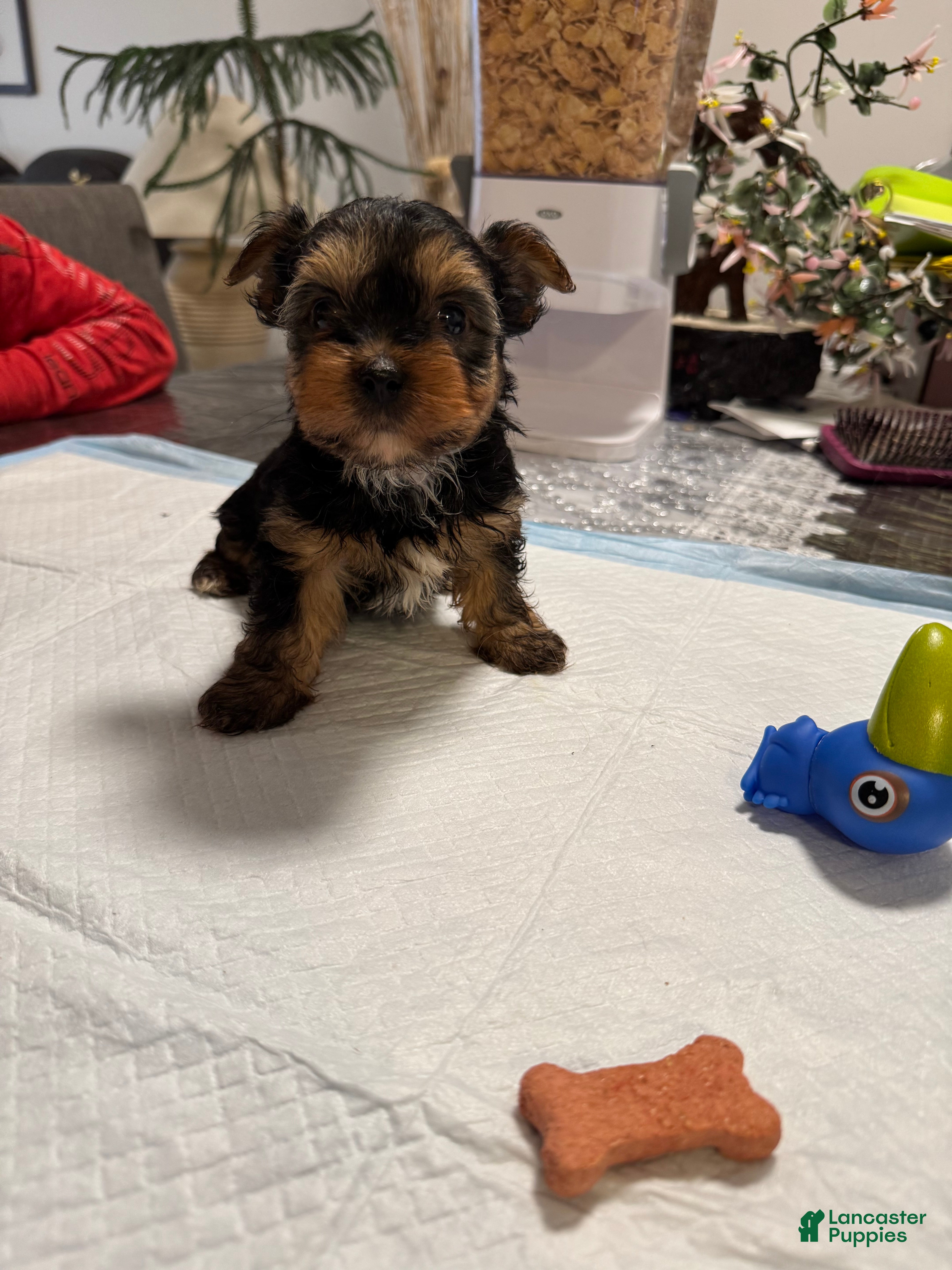 Yorkshire Terrier dogs Yorkshire Terrier Puppy 1 - Ad 2