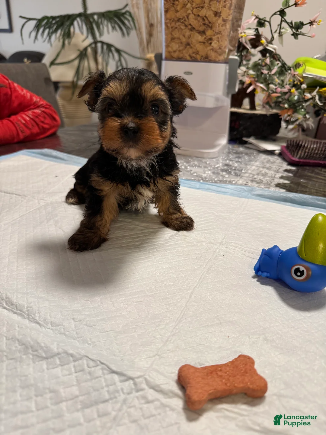 Yorkshire Terrier dogs for sale: Yorkshire Terrier Puppy 1 - Ad 2