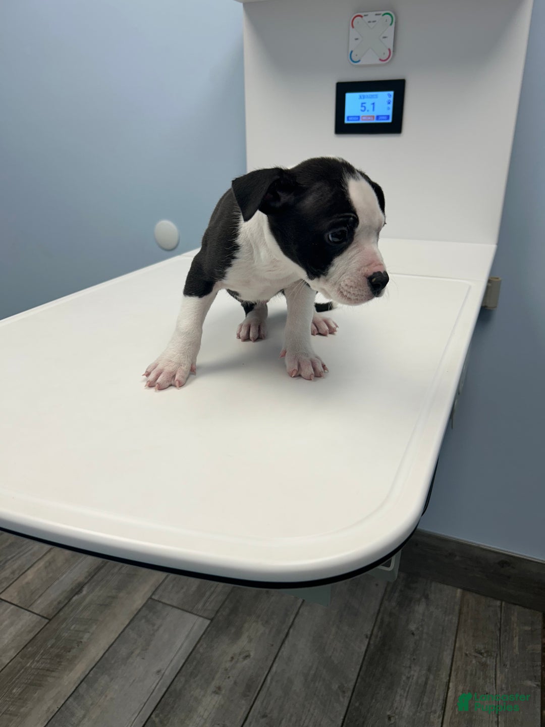 Mixed Breed dogs for sale: Alapaha Bully  - Ad 3