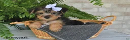 Yorkshire Terrier dogs for sale: Breeze - Ad 4