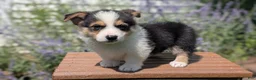 Welsh Corgi Pembroke dogs for sale: Liam  - Ad 9
