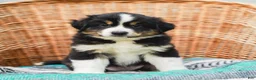Miniature Australian Shepherd dogs for sale: Fern - Ad 4