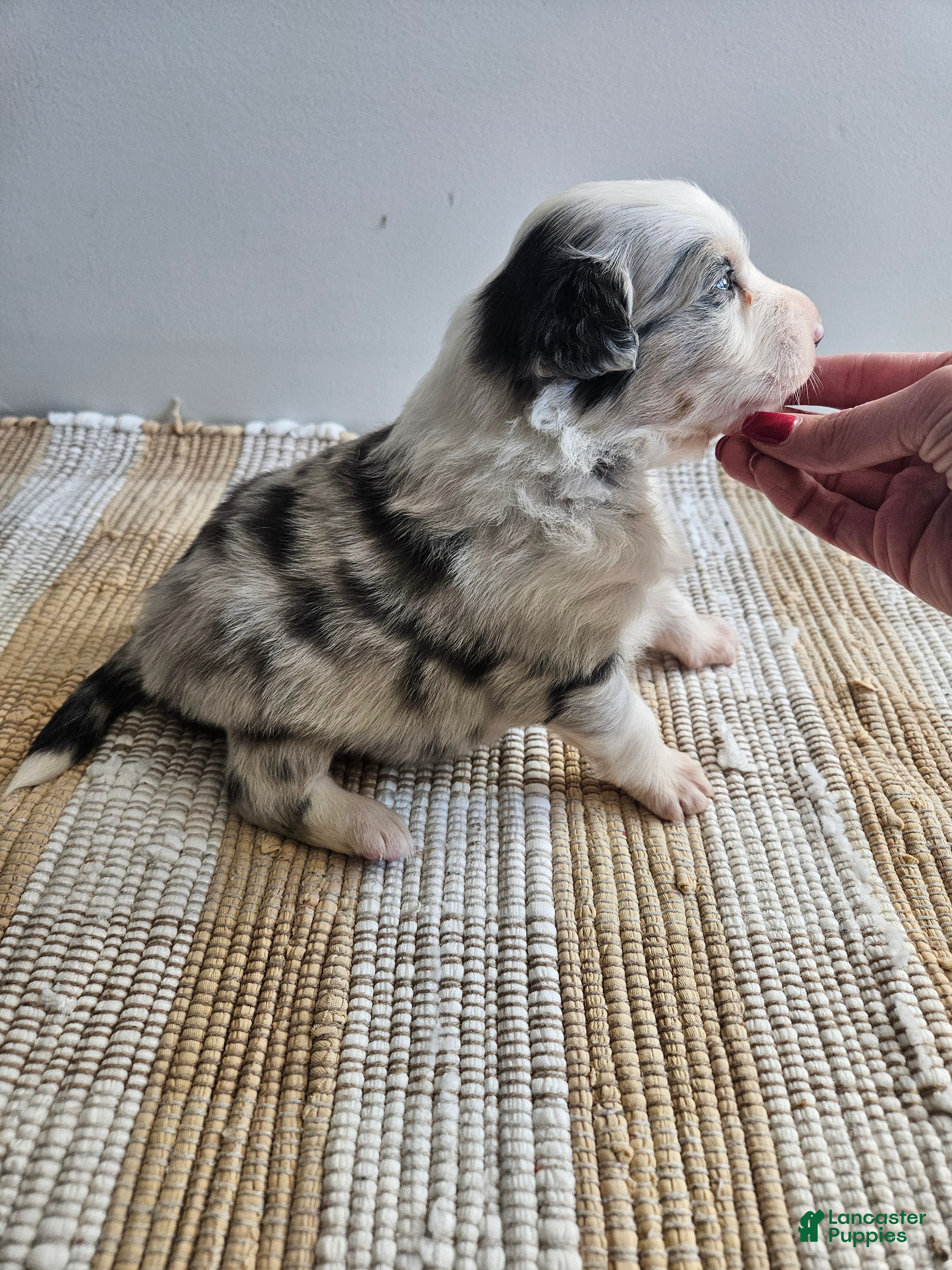 Australian Shepherd dogs Charlie blue eyes - Ad 31