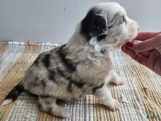 Australian Shepherd dogs Charlie blue eyes - Ad 26