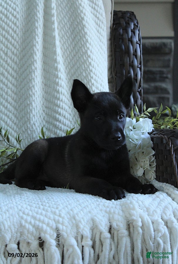 Belgian Malinois dogs Ziva - Ad 2
