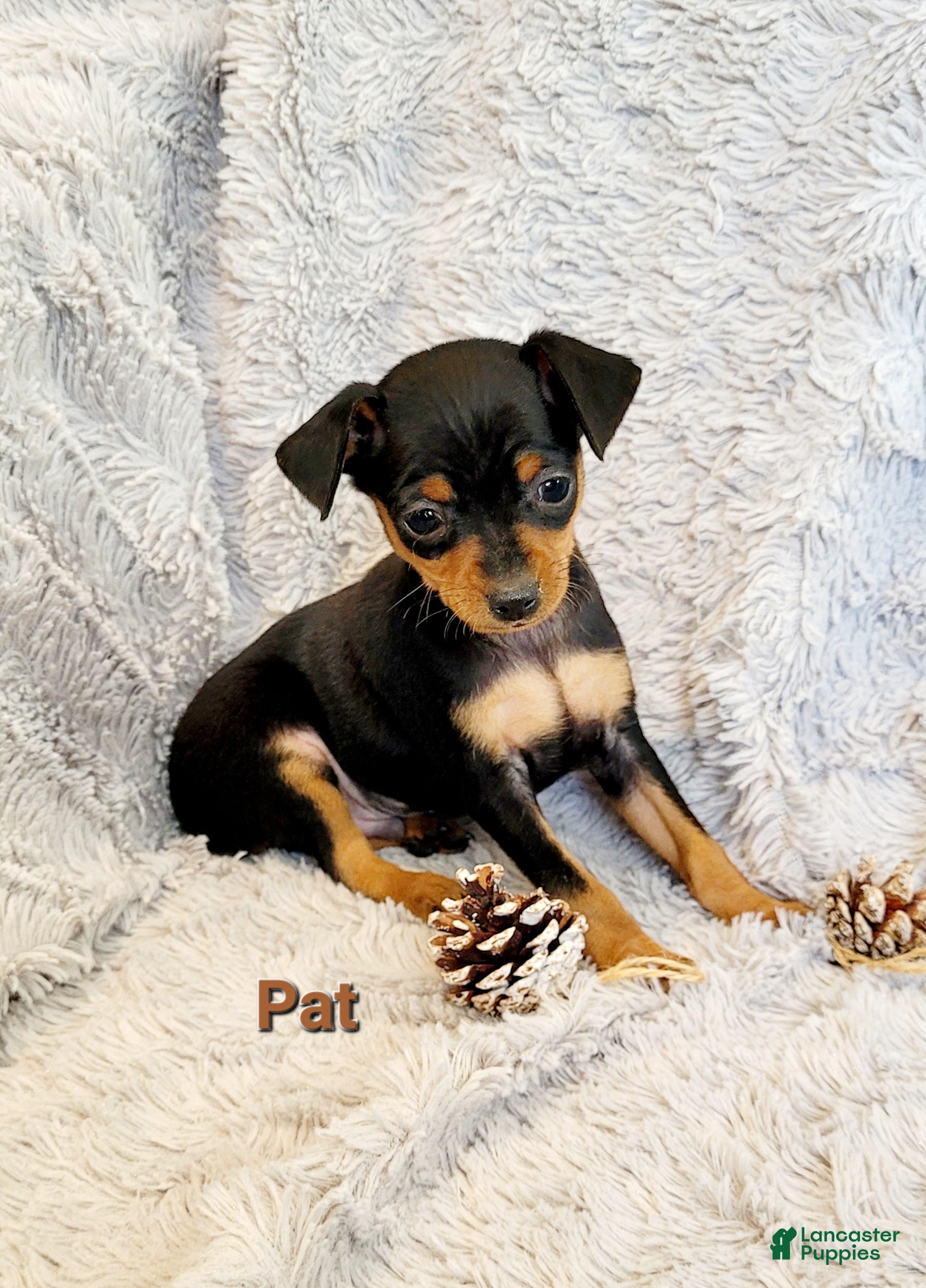 Miniature Pinscher dogs Pat  - Ad 20