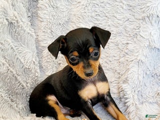 Miniature Pinscher dogs Pat - Ad 28