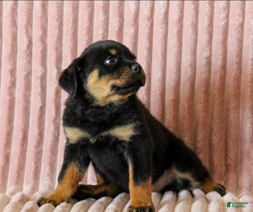 Rottweiler dogs Cleo - Ad 2