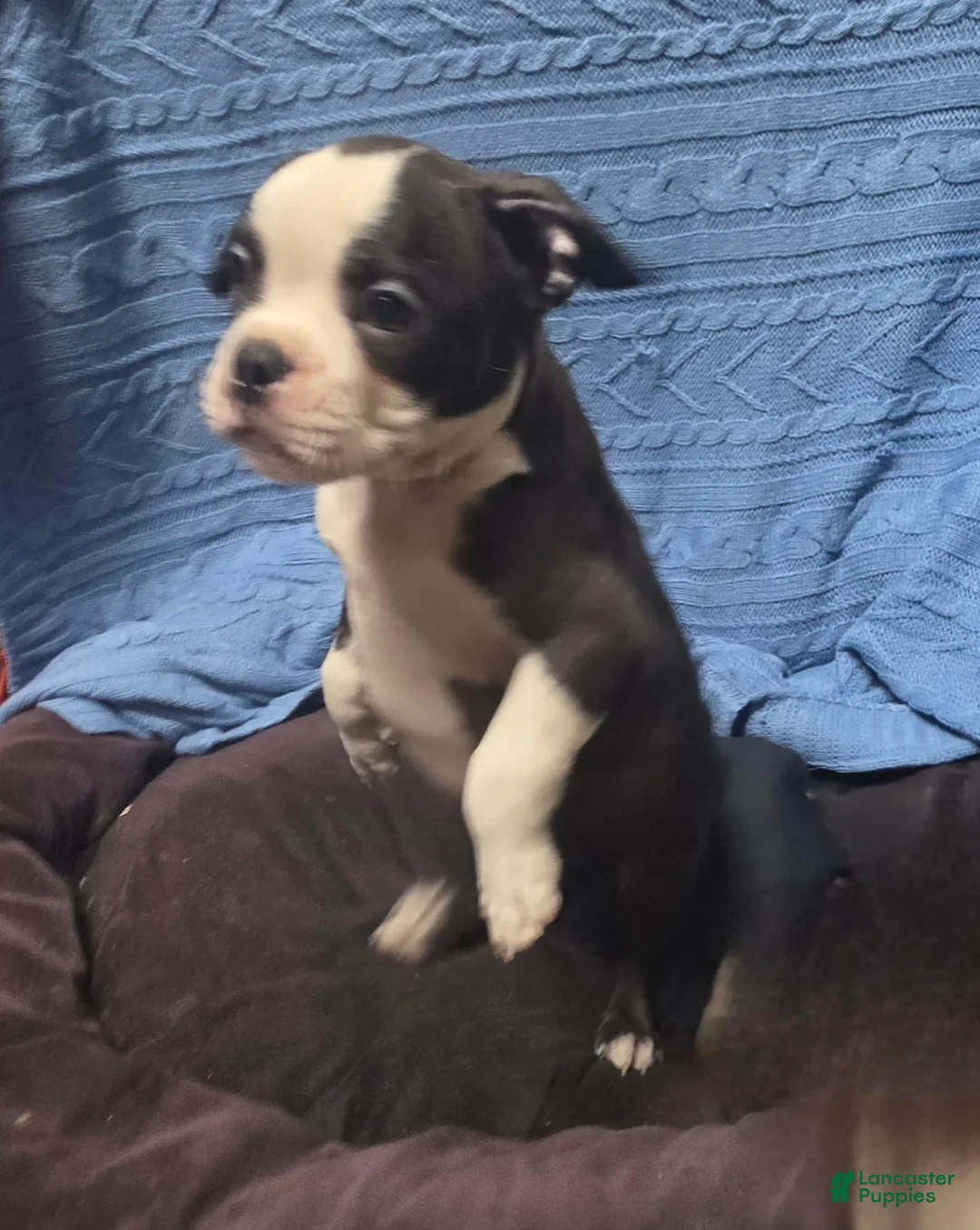 Mixed Breed dogs for sale: Matoe - Ad 2
