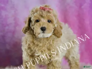 Toy Poodle dogs Pixie Stick - Ad 42