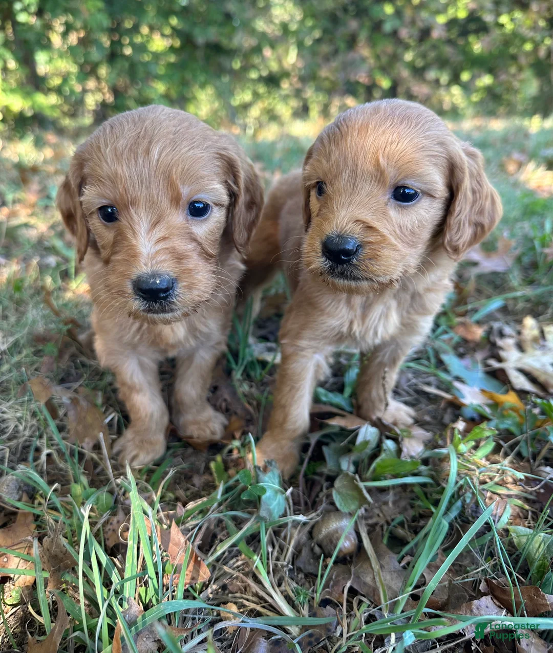 Goldendoodle dogs for sale: Goldendoodle 5 - Ad 2