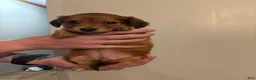 Miniature Dachshund dogs for sale: Emmy - Ad 4