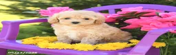 Maltipoo dogs for sale: Daisy - Ad 3