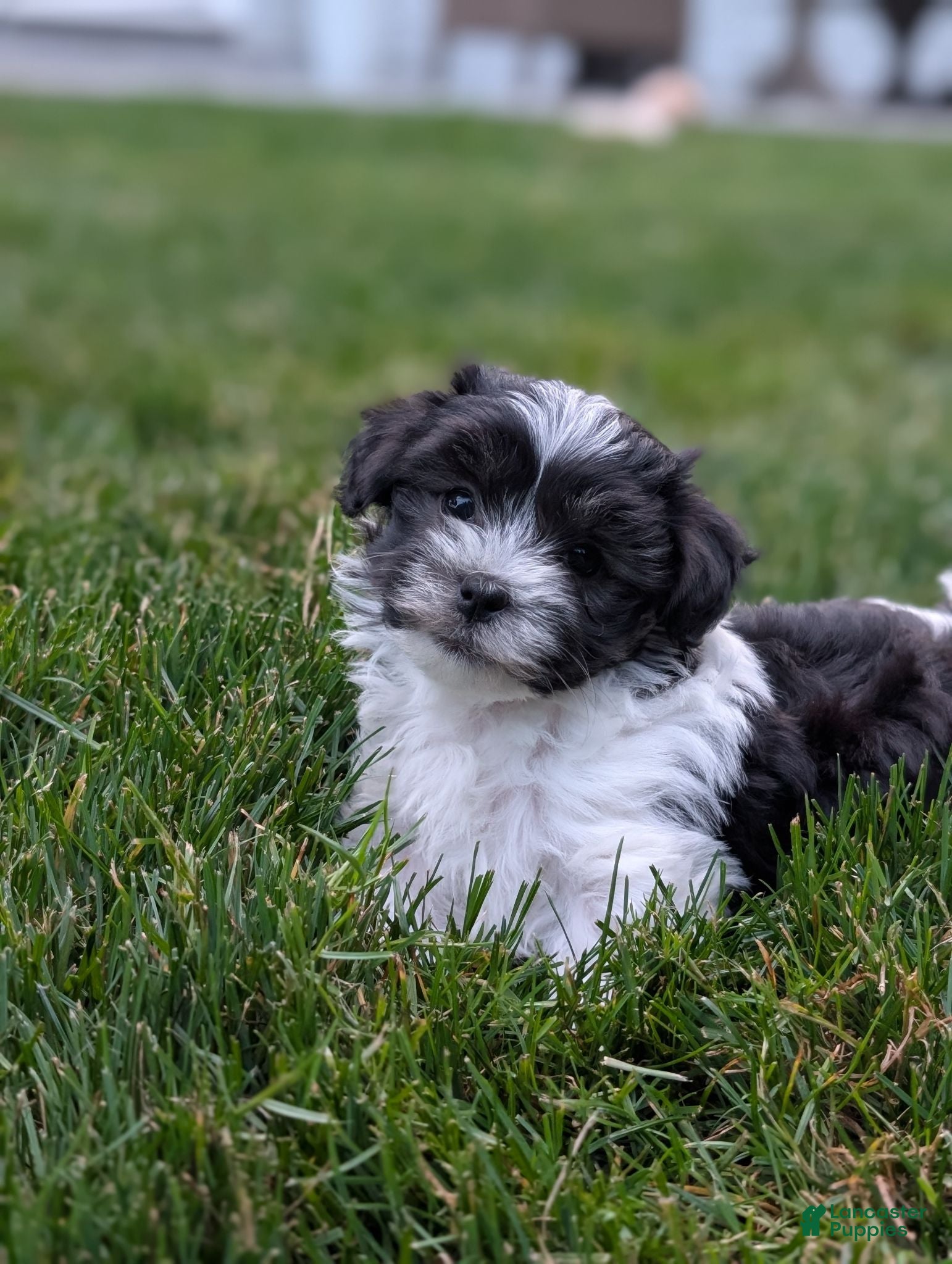Havanese dogs Luna - Ad 2