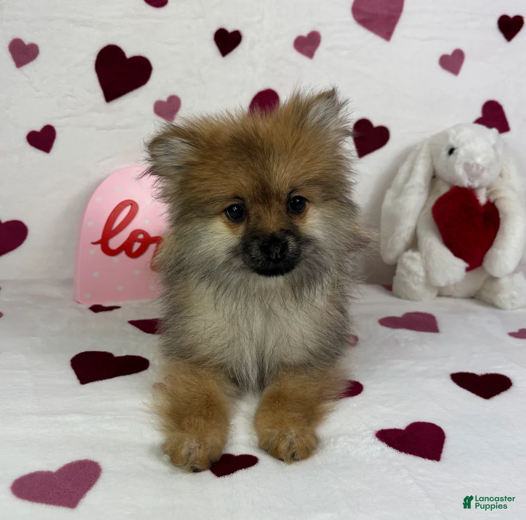 Pomeranian dogs for sale: Pomeranian Puppy 1 - Ad 2