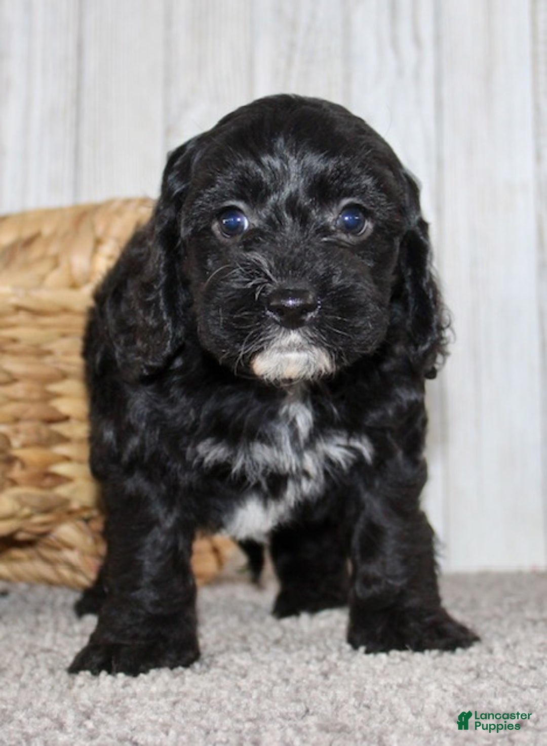 Cockapoo dogs for sale: Coco - Ad 3