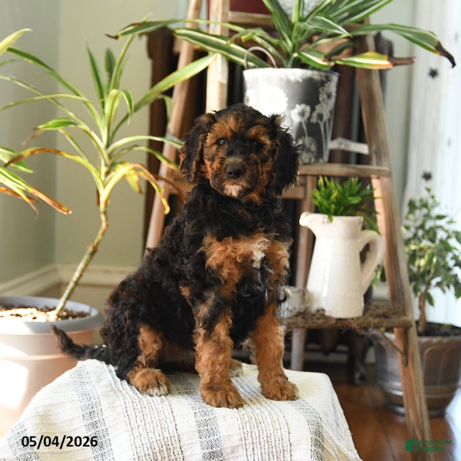 Standard Poodle dogs Dixie - Ad 1