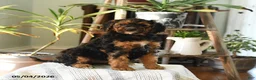 Standard Poodle dogs for sale: Dixie - Ad 1