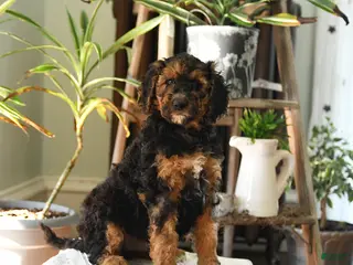 Standard Poodle dogs for sale: Dixie - Ad 1