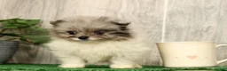 Pomeranian dogs for sale: Lucy - Ad 8