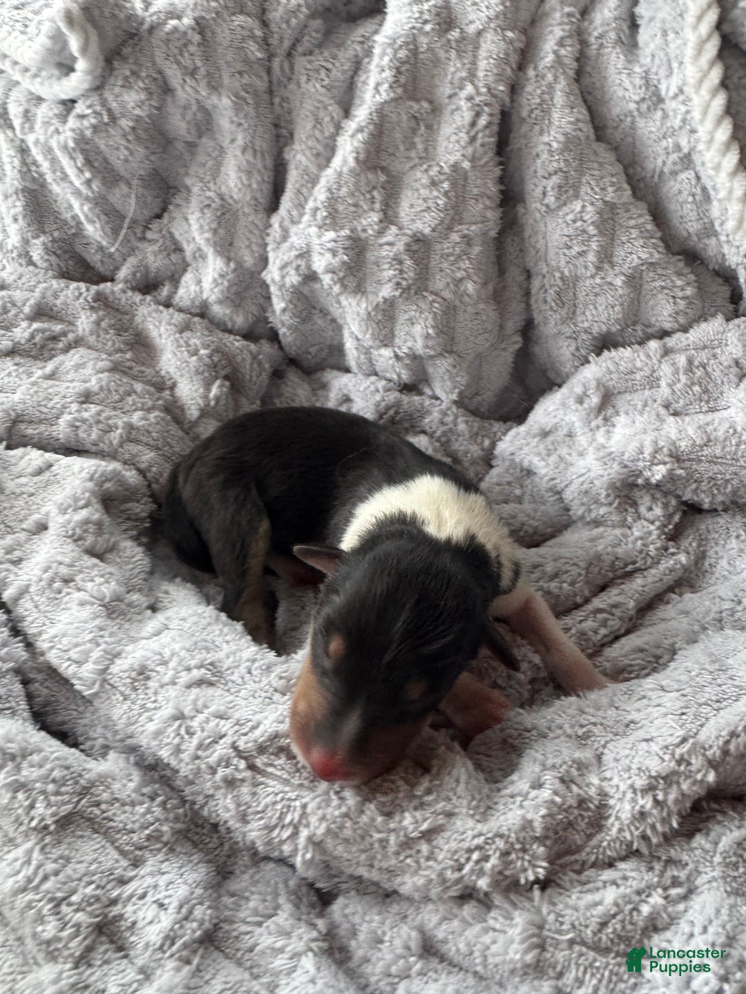 Collie dogs for sale: Dream - Ad 4