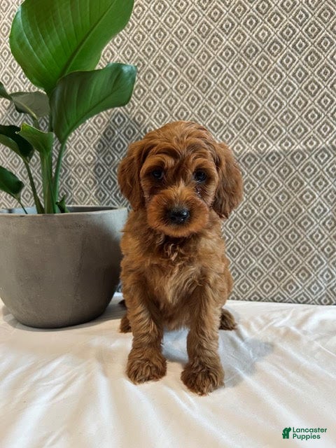 Irish Doodle dogs Sugar - Ad 19