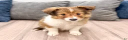 Shetland Sheepdog dogs for sale: Lacy - Ad 1