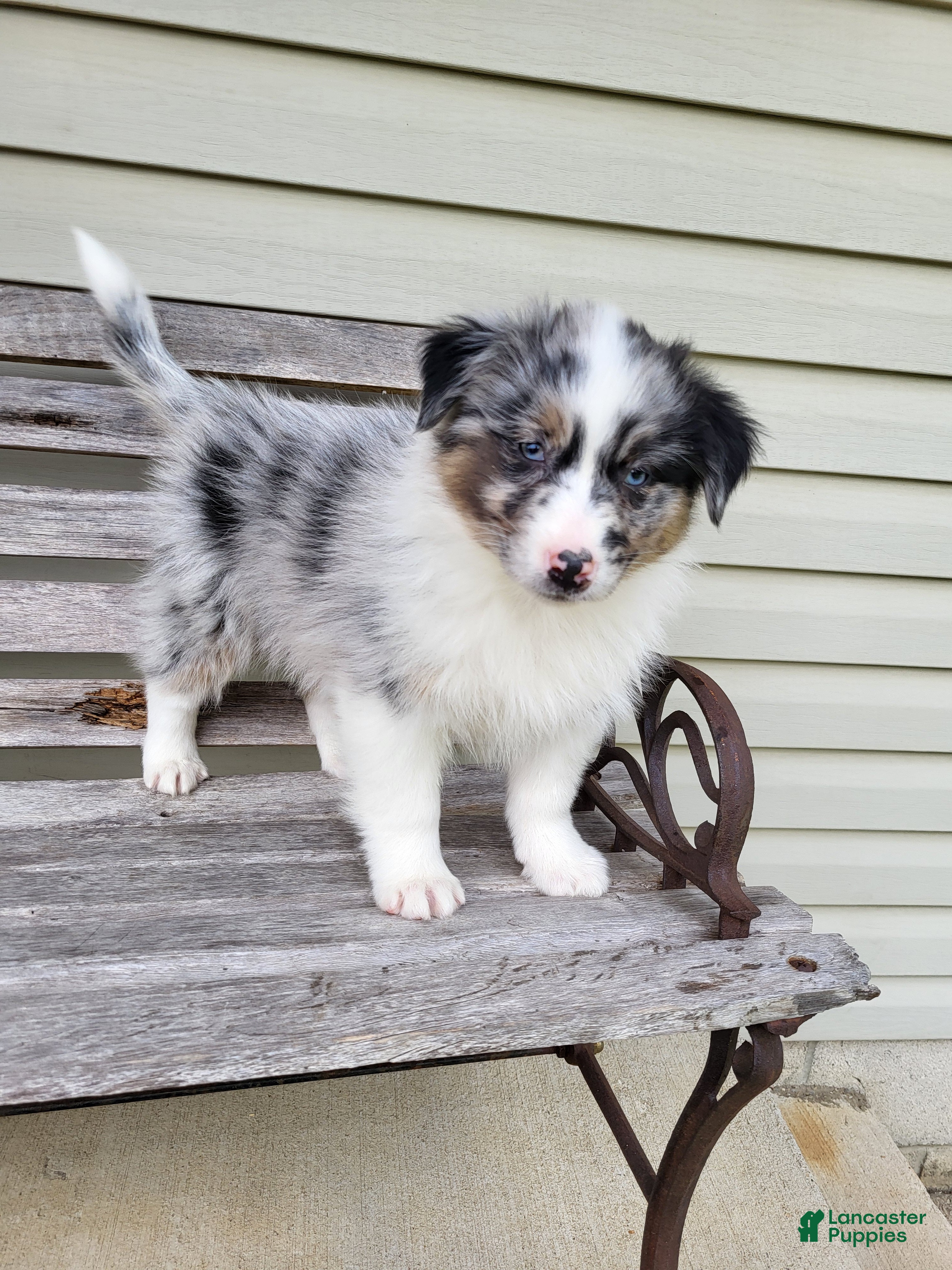 Australian Shepherd dogs Jacki - Ad 2