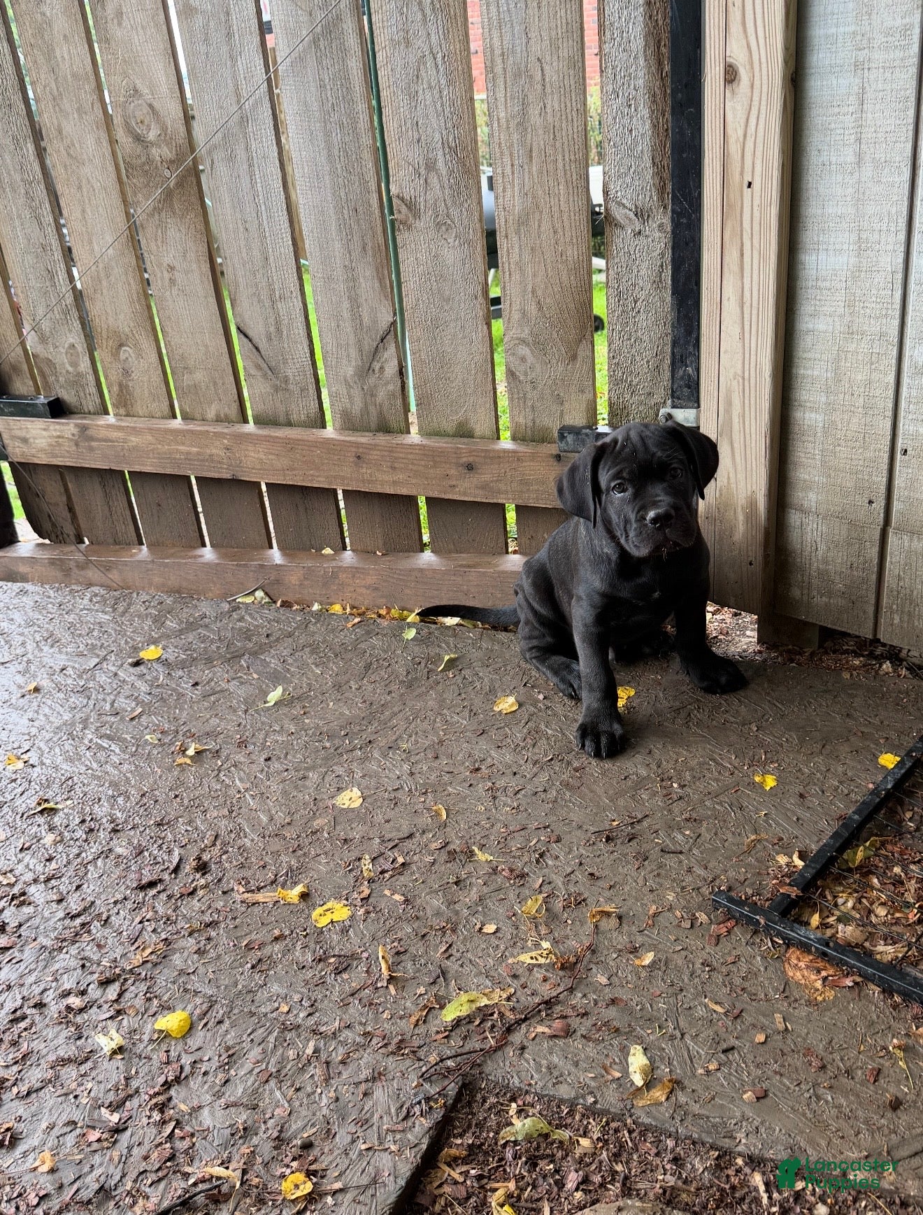 Cane Corso dogs for sale: Corso(Yellow collar) - Ad 1