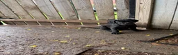 Cane Corso dogs for sale: Corso(Yellow collar) - Ad 1