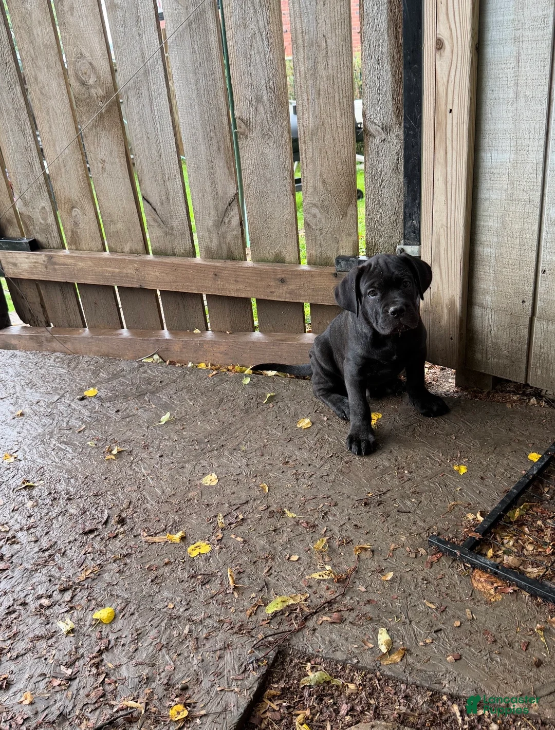 Cane Corso dogs for sale: Corso(Yellow collar) - Ad 1